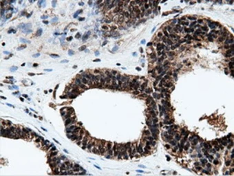 Anti-NT5DC1 antibody [3H2] used in IHC (Paraffin sections) (IHC-P). GTX83991
