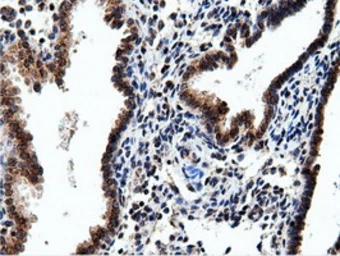Anti-NT5DC1 antibody [3H2] used in IHC (Paraffin sections) (IHC-P). GTX83991