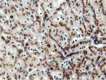 Anti-NT5DC1 antibody [3H2] used in IHC (Paraffin sections) (IHC-P). GTX83991
