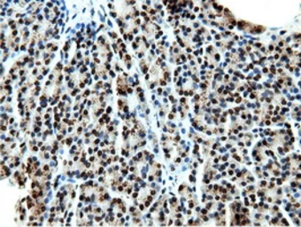 Anti-NT5DC1 antibody [3H2] used in IHC (Paraffin sections) (IHC-P). GTX83991