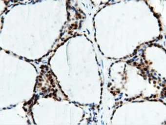 Anti-NT5DC1 antibody [3H2] used in IHC (Paraffin sections) (IHC-P). GTX83991