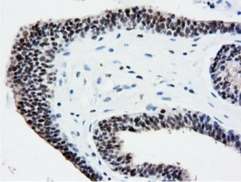 Anti-NT5DC1 antibody [1E11] used in IHC (Paraffin sections) (IHC-P). GTX83992