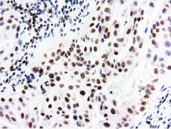 Anti-NT5DC1 antibody [1E11] used in IHC (Paraffin sections) (IHC-P). GTX83992