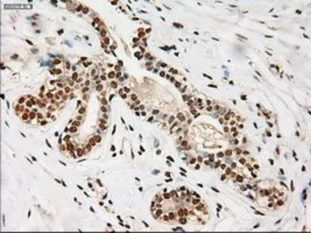 Anti-NOTCH1 antibody [3E12] used in IHC (Paraffin sections) (IHC-P). GTX84019