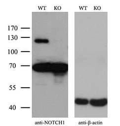 Anti-NOTCH1 antibody [3E12] used in Western Blot (WB). GTX84019