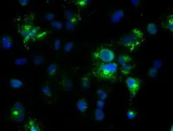 Anti-Noggin antibody [1H8] used in Immunocytochemistry/ Immunofluorescence (ICC/IF). GTX84022