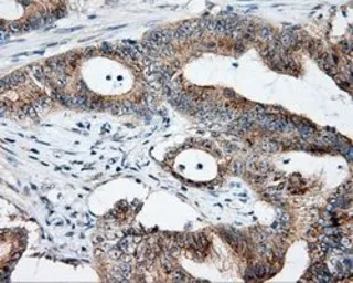 Anti-NME4 antibody [5E4] used in IHC (Paraffin sections) (IHC-P). GTX84028