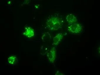 Anti-NME4 antibody [1A5] used in Immunocytochemistry/ Immunofluorescence (ICC/IF). GTX84032