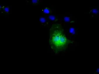 Anti-NIT2 antibody [2B9] used in Immunocytochemistry/ Immunofluorescence (ICC/IF). GTX84036