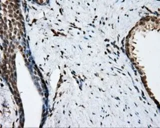 Anti-NIT2 antibody [6H7] used in IHC (Paraffin sections) (IHC-P). GTX84040