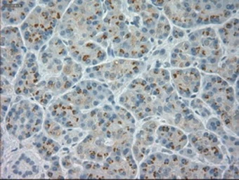 Anti-NGN3 antibody [5A8] used in IHC (Paraffin sections) (IHC-P). GTX84045