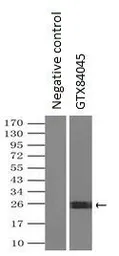 Anti-NGN3 antibody [5A8] used in Immunoprecipitation (IP). GTX84045