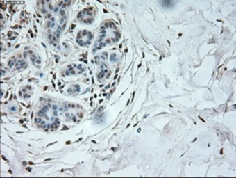 Anti-Neurogenin 1 antibody [9A8] used in IHC (Paraffin sections) (IHC-P). GTX84051