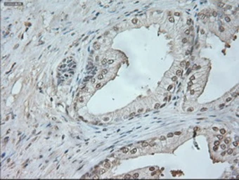 Anti-Neurogenin 1 antibody [9A8] used in IHC (Paraffin sections) (IHC-P). GTX84051