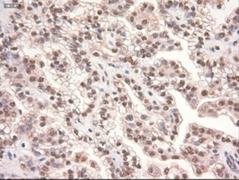 Anti-c-Myc antibody [5G3] used in IHC (Paraffin sections) (IHC-P). GTX84064