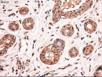 Anti-c-Myc antibody [3F2] used in IHC (Paraffin sections) (IHC-P). GTX84065
