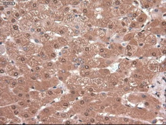 Anti-c-Myc antibody [3F2] used in IHC (Paraffin sections) (IHC-P). GTX84065