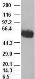 Anti-c-Myc antibody [3F2] used in Western Blot (WB). GTX84065