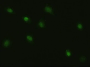 Anti-c-Myc antibody [3F2] used in Immunocytochemistry/ Immunofluorescence (ICC/IF). GTX84065