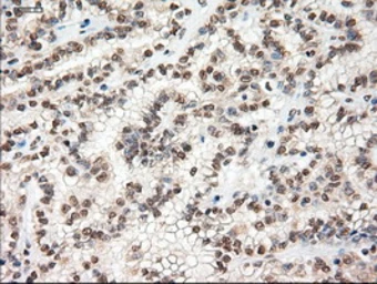 Anti-c-Myc antibody [1A6] used in IHC (Paraffin sections) (IHC-P). GTX84066