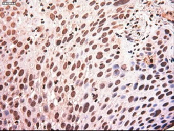 Anti-c-Myc antibody [1A6] used in IHC (Paraffin sections) (IHC-P). GTX84066