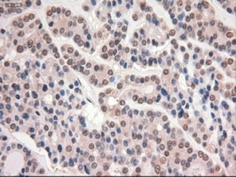 Anti-c-Myc antibody [1A6] used in IHC (Paraffin sections) (IHC-P). GTX84066