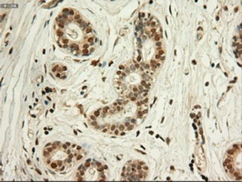 Anti-c-Myc antibody [1A6] used in IHC (Paraffin sections) (IHC-P). GTX84066