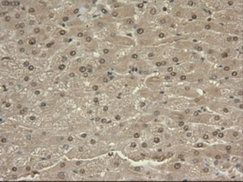 Anti-c-Myc antibody [1A6] used in IHC (Paraffin sections) (IHC-P). GTX84066