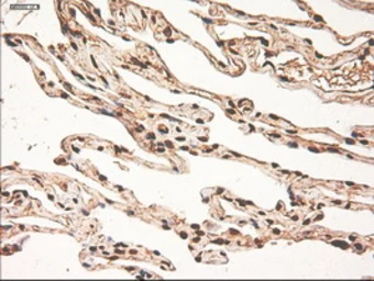 Anti-c-Myc antibody [1A6] used in IHC (Paraffin sections) (IHC-P). GTX84066