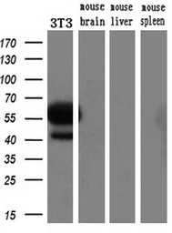 Anti-c-Myc antibody [1A6] used in Western Blot (WB). GTX84066