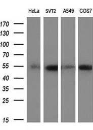 Anti-c-Myc antibody [1A6] used in Western Blot (WB). GTX84066