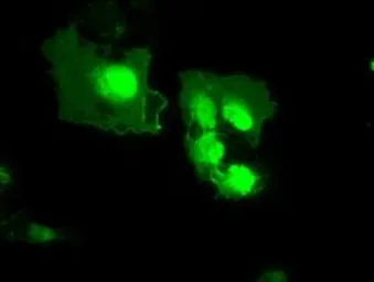 Anti-MX1 antibody [2G12] used in Immunocytochemistry/ Immunofluorescence (ICC/IF). GTX84067