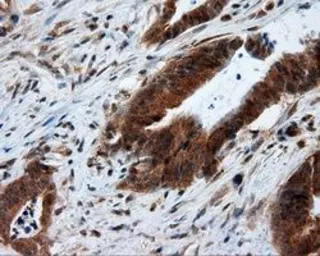 Anti-MTRF1L antibody [1B3] used in IHC (Paraffin sections) (IHC-P). GTX84071
