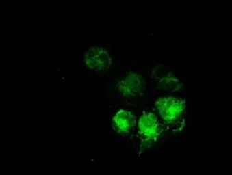 Anti-MRI1 antibody [6A10] used in Immunocytochemistry/ Immunofluorescence (ICC/IF). GTX84086