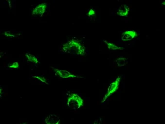 Anti-MRI1 antibody [6A10] used in Immunocytochemistry/ Immunofluorescence (ICC/IF). GTX84086