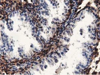 Anti-MICAL1 antibody [4B1] used in IHC (Paraffin sections) (IHC-P). GTX84121