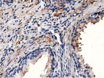 Anti-MICAL1 antibody [4B1] used in IHC (Paraffin sections) (IHC-P). GTX84121