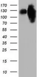 Anti-MICAL1 antibody [4B1] used in Western Blot (WB). GTX84121