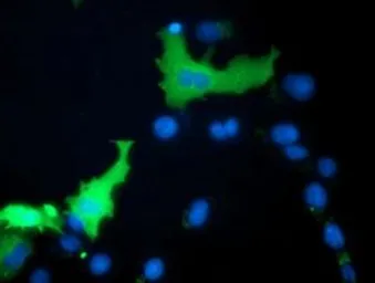 Anti-MICAL1 antibody [4B1] used in Immunocytochemistry/ Immunofluorescence (ICC/IF). GTX84121