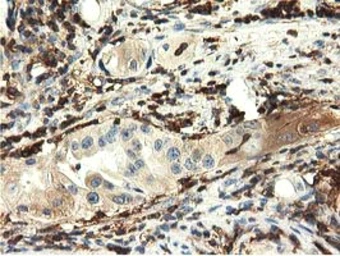 Anti-MICAL1 antibody [2H1] used in IHC (Paraffin sections) (IHC-P). GTX84125