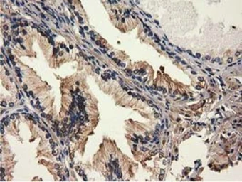 Anti-MICAL1 antibody [2H1] used in IHC (Paraffin sections) (IHC-P). GTX84125
