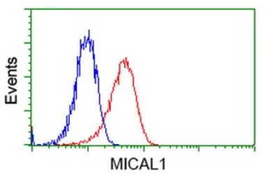 Anti-MICAL1 antibody [2H1] used in Flow cytometry (FCM). GTX84125