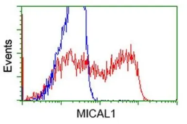 Anti-MICAL1 antibody [2H1] used in Flow cytometry (FCM). GTX84125