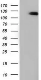 Anti-MICAL1 antibody [2H1] used in Western Blot (WB). GTX84125