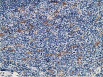 Anti-MICAL1 antibody [6H10] used in IHC (Paraffin sections) (IHC-P). GTX84126