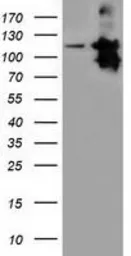 Anti-MICAL1 antibody [6H10] used in Western Blot (WB). GTX84126
