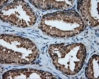Anti-MCL1 antibody [10C5] used in IHC (Paraffin sections) (IHC-P). GTX84132