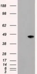 Anti-JNK1 antibody [1C2] used in Western Blot (WB). GTX84143