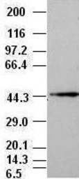 Anti-JNK1 antibody [1C2] used in Western Blot (WB). GTX84143
