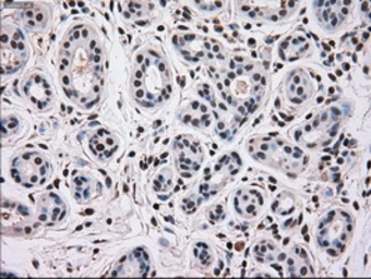 Anti-p38 gamma antibody [10E1] used in IHC (Paraffin sections) (IHC-P). GTX84148